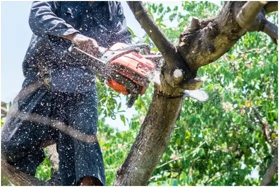 tree services South Point